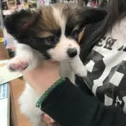 こはく と申しますの画像