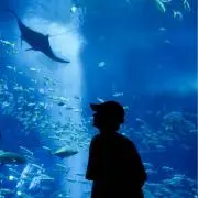 海鮮丼の画像