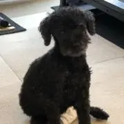 はるまき