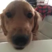 マサコ