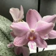 Eの画像