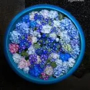 ジュビラの画像
