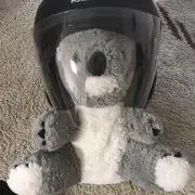 コアラの画像