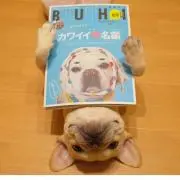 ミントの画像