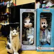 インディの画像