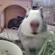 りすの画像