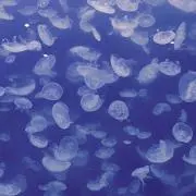 りな