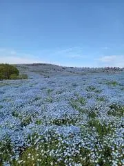 ほろよいの画像