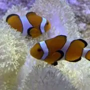 すずの画像