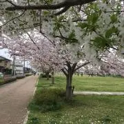 ティノラス