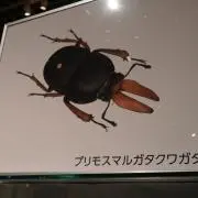 マルクワの画像