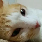 ねーこ