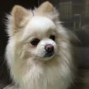 azuki