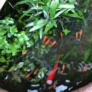 金魚の画像