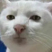 つぶあん☆ペラフィネ