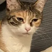 西村の画像