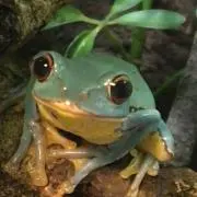 ガネコ