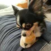 lily