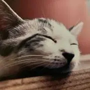 cu