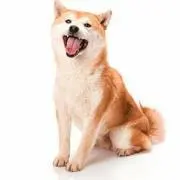 T(*^^*)Tの画像