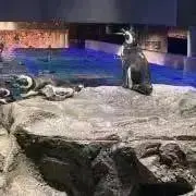 asaの画像