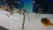 ぷっちもりの画像