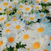 マカロンの画像