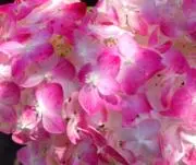 平成仮面ライダーTRPG マスカレイド・スタイル 第二版 2.5 - メルカリ