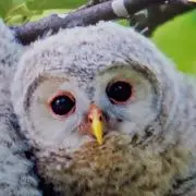 GAMBAの画像