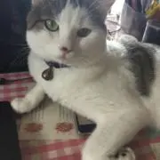 丁寧梱包♡Nikenekoの画像