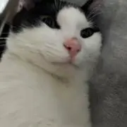 NIcoの画像