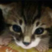 でこ