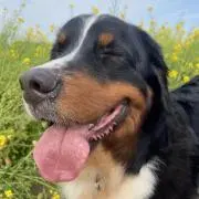 82dogお八つ10月更新必読の画像