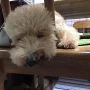 ななななーん