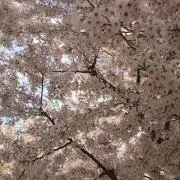 チャーミーの画像