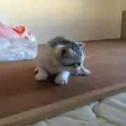 さき