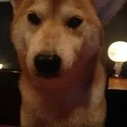 Y
