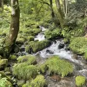 やややの画像