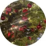 sakuraの画像
