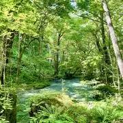 ｎｉｎｉの画像