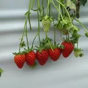 みー☆の画像