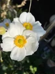 Cacaの画像