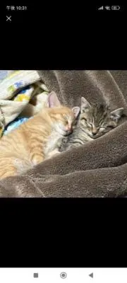 愛猫(=^・・^=)の画像