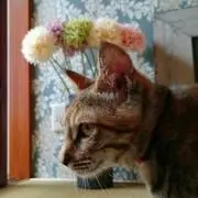 ぴっぽの画像