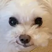 ニャン太の画像