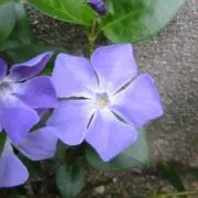 afuramazdaの画像