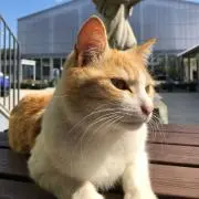 いっしー