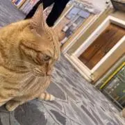 なみの画像