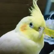 くう プロフィール    読んで下さいの画像