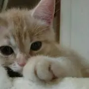 さすきち